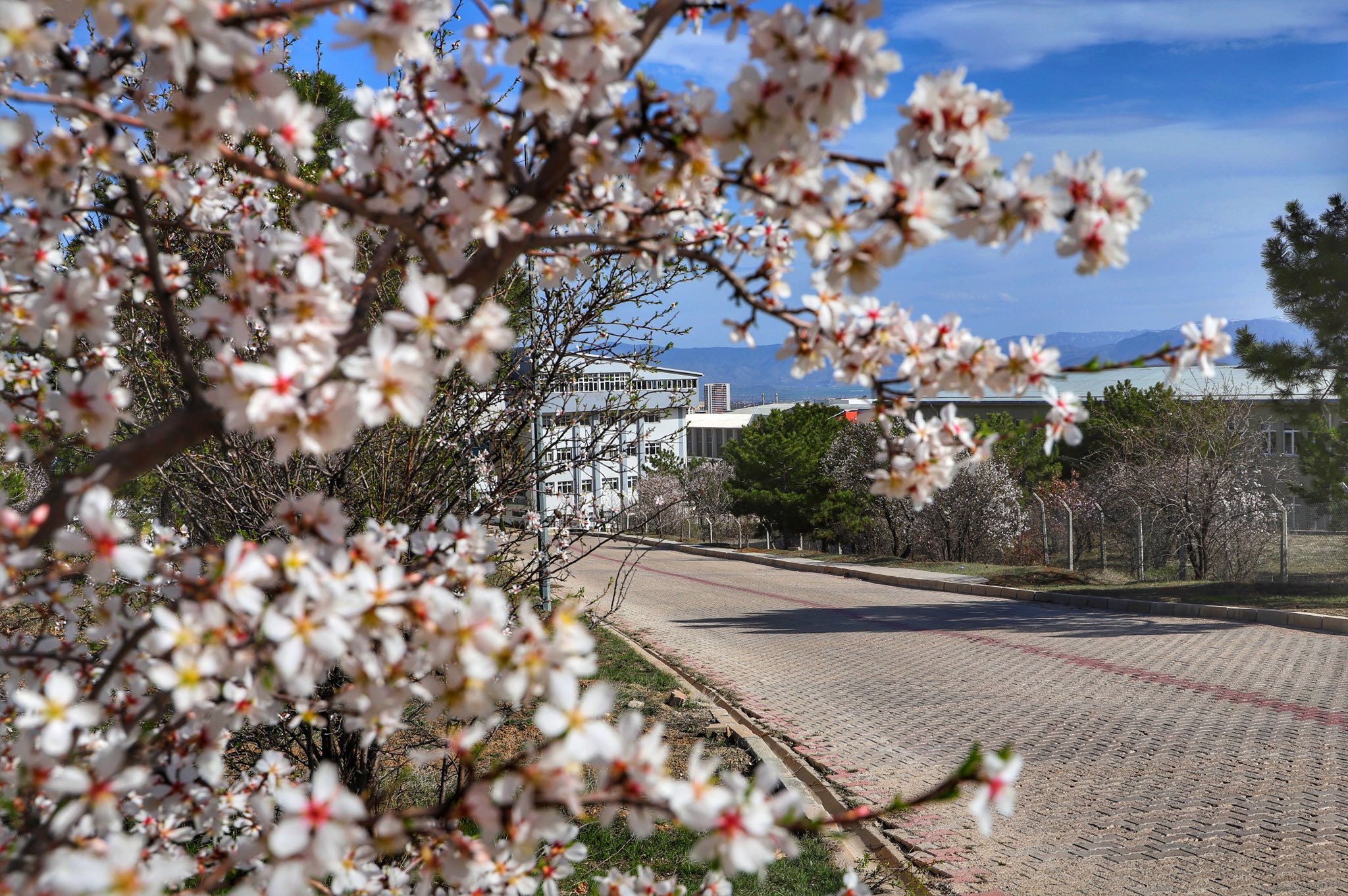 Fırat Üniversitesi Kampüsü baharda başka güzel!