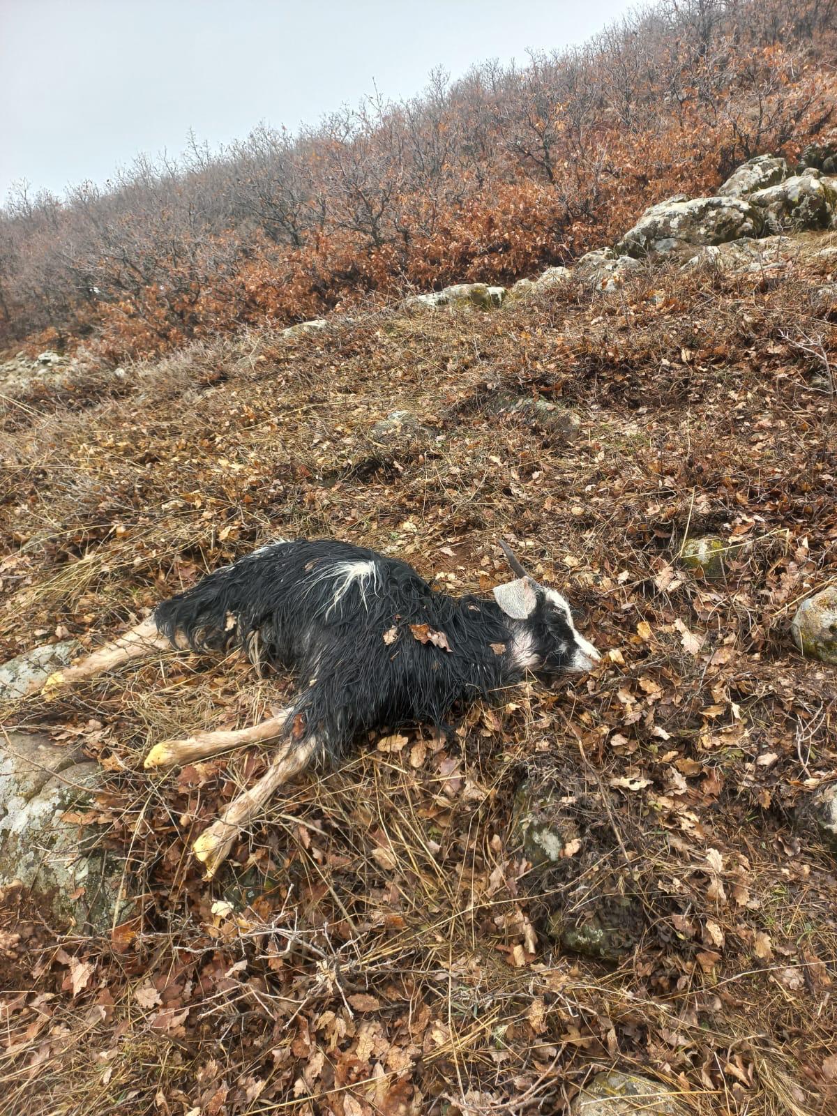 Tunceli’de ağıldan kaçan 5 küçükbaş hayvanı kurtlar parçaladı