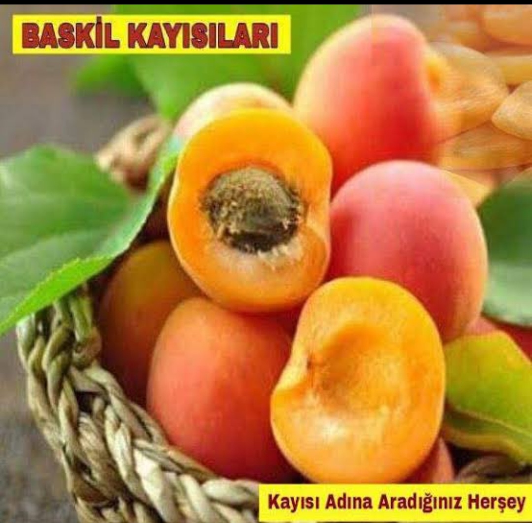 BASKİL KAYISISININ TESCİLİYLE İLGİLİ SÜREÇ İŞLİYOR